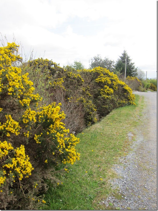 Ireland-Gorse