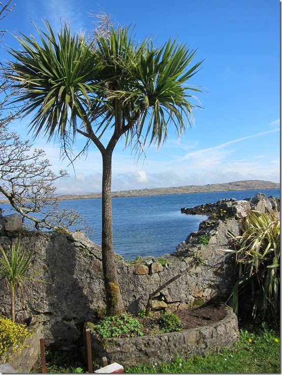 Ireland-Palm-Tree along water's edge