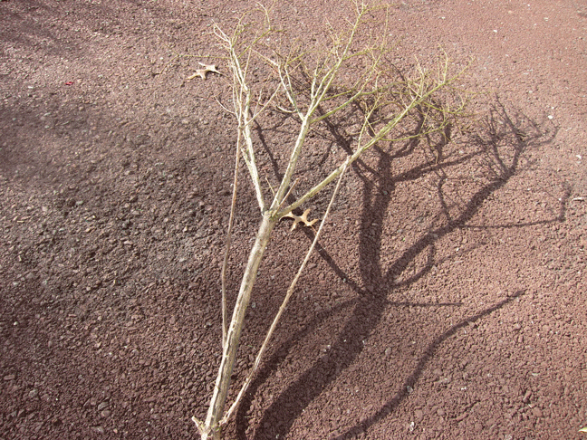Tree branch to transform into an icy looking wintertime branch for holiday and Christmas decorating