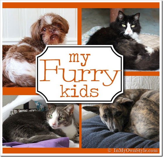 Pets dogs and cats