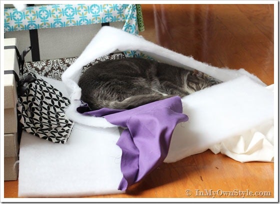 Sleeping kitty