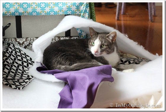 Comfy Cat