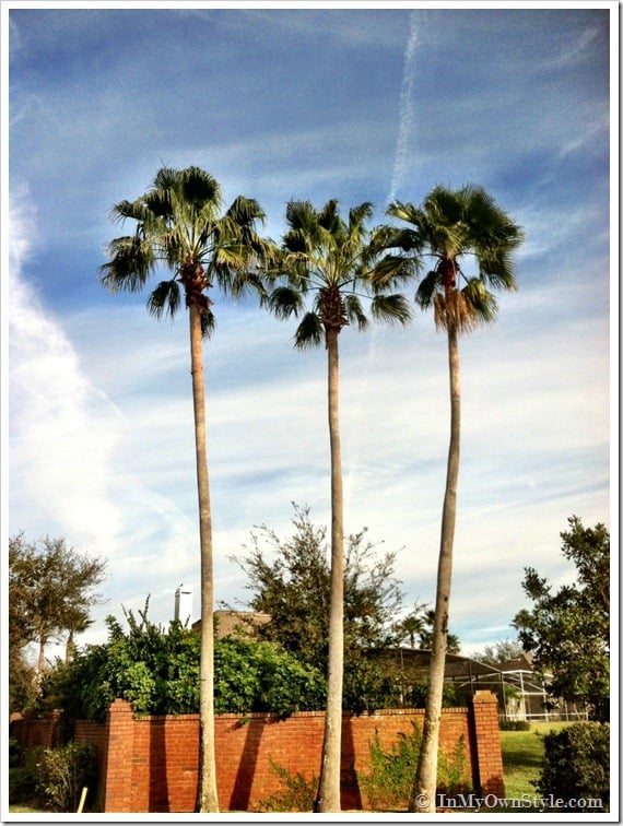 Palm Trees