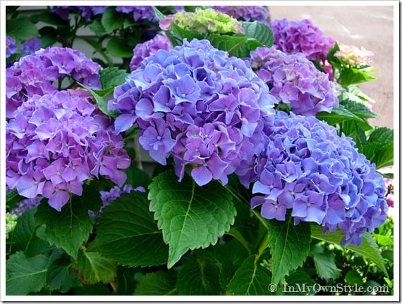 Hydrangeas-Glidden-Huetopia
