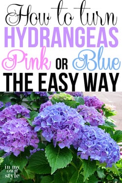 How-to-turn-hydrangeas-pink-or-blue-the-easy-way