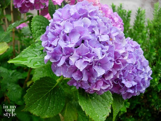Make-hydrangeas-pink-and-purple