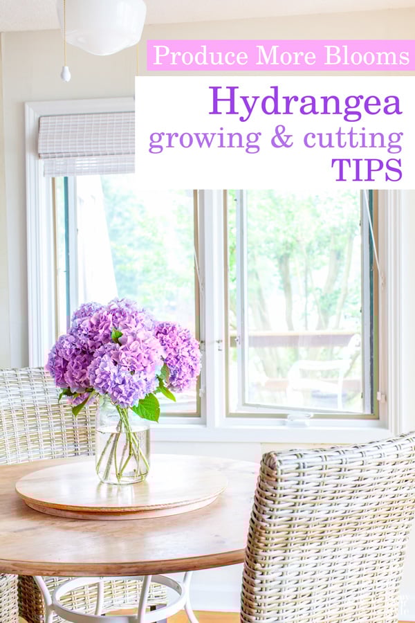 Pink and light purple hydrangeas in a glass vase on wood table in kitchen