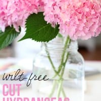 Wilt-free-cut-hydrangeas-in-one-easy-step