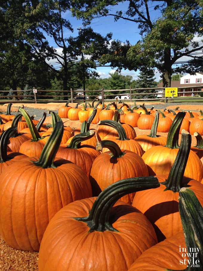 pumpkin patch