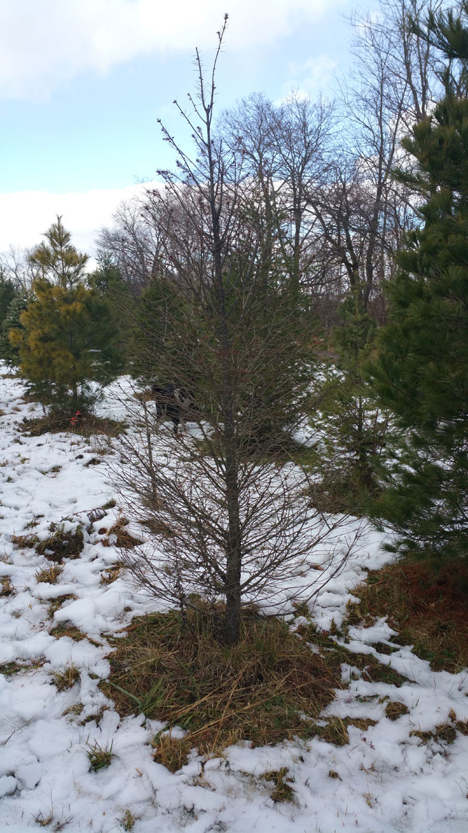 charlie brown tree