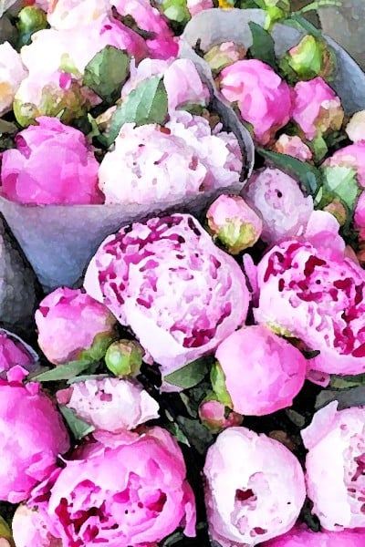 peonies water color