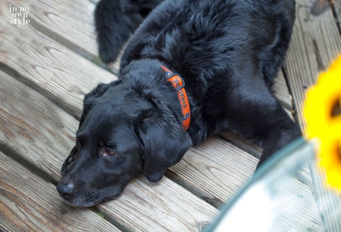 Dog invited to the party