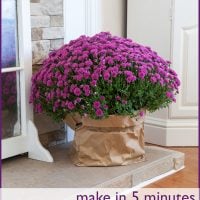 Mums in brown paper planter on hearth