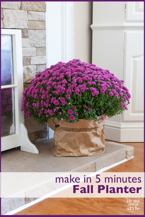 Mums in brown paper planter on hearth
