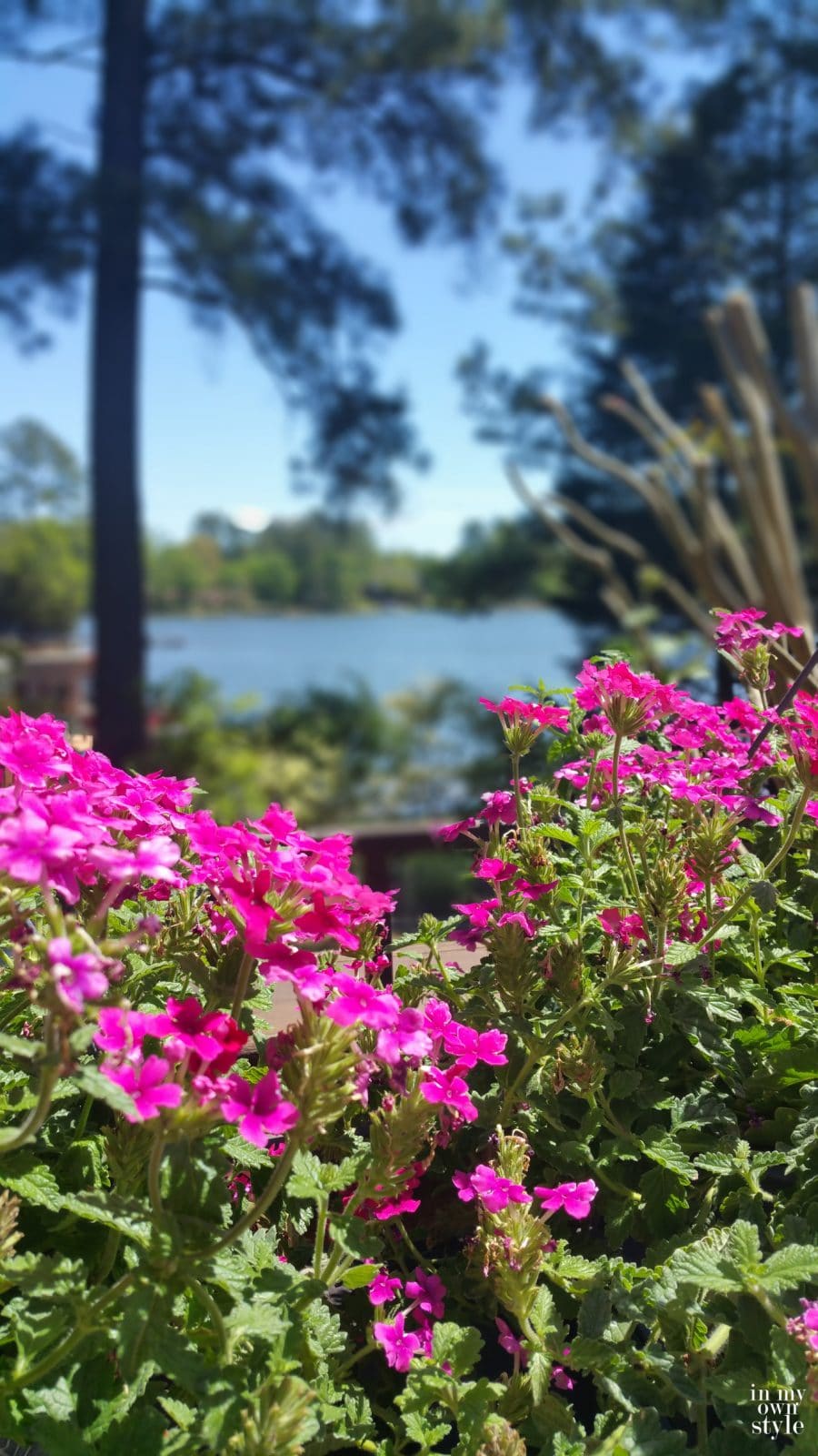 Drought resistant flowers