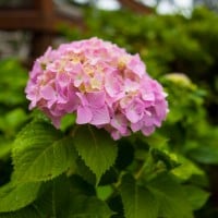 Pink hydrangea in the rain