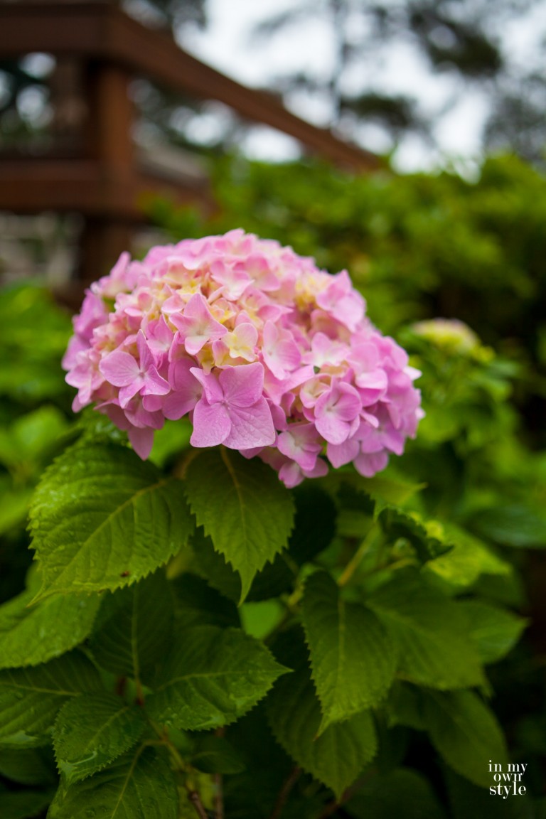 Pink hydrangea in the rain
