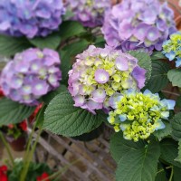 Hydrangeas