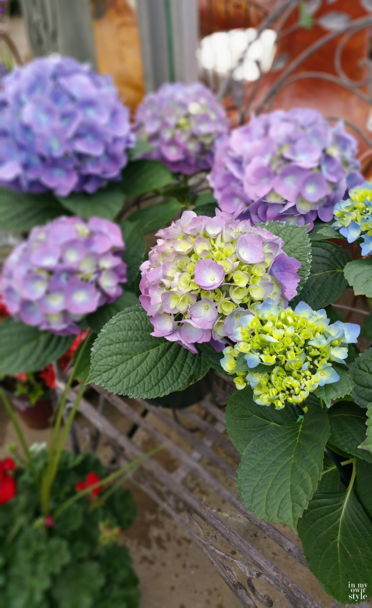 Hydrangeas