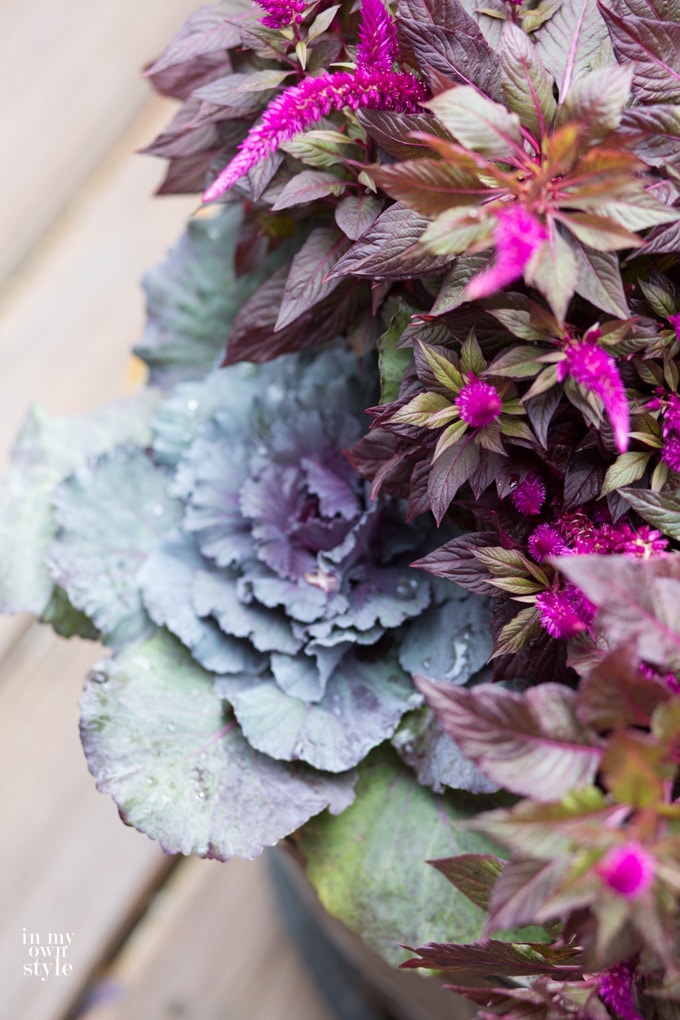 Autumn inspired outdoor planters with ornamental kale and celosia