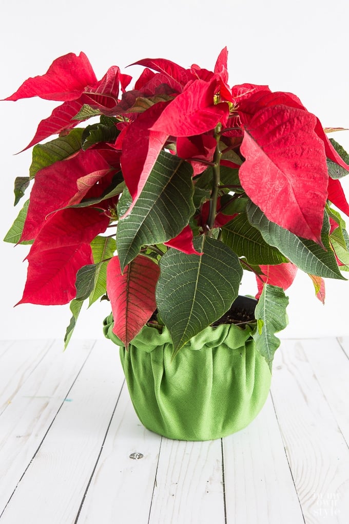 How to cover an ugly plastic pot that comes with potted plants and Christmas poinsettias