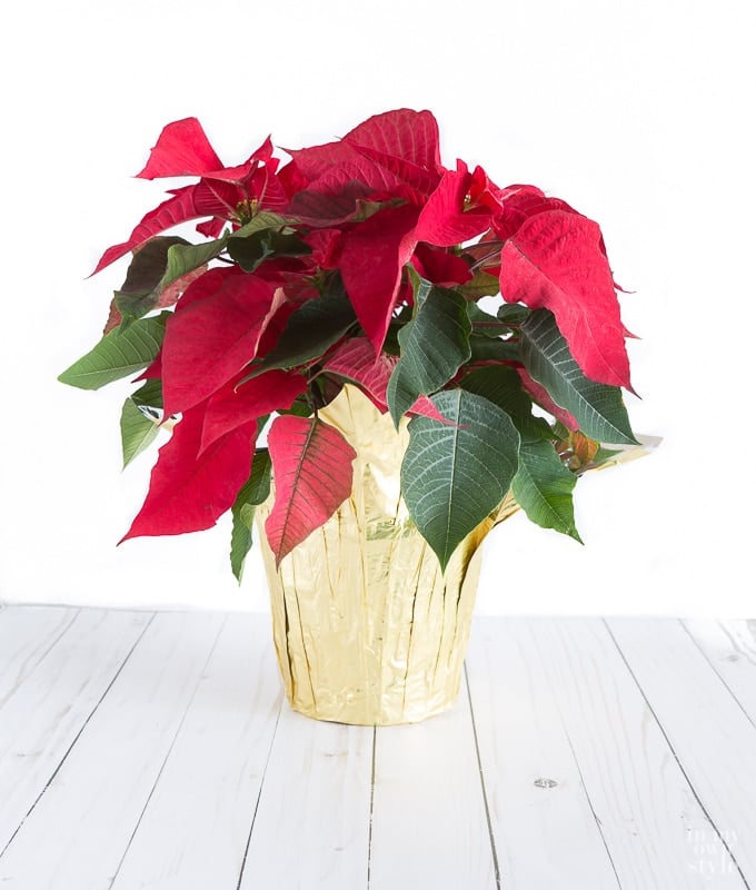 How to wrap a Christmas poinsettia plant to hide the plastic and foil covers they come in when you buy them.