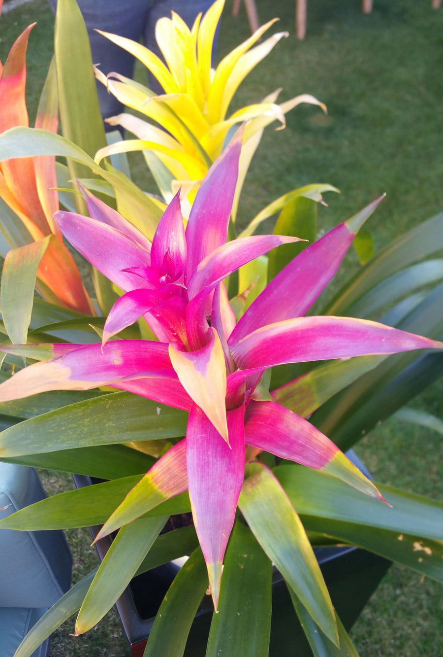 Plants in Palm Springs