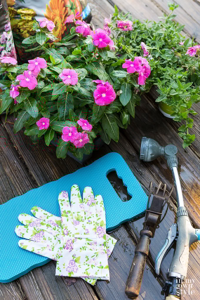 Gardening tips for planting annuals