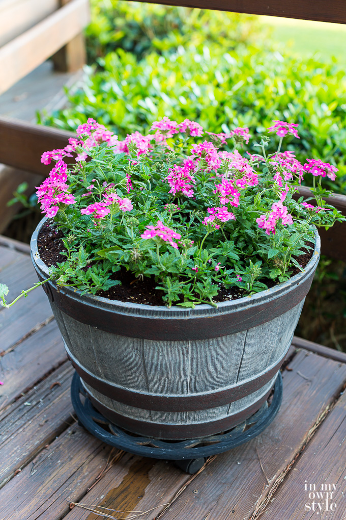 pink Verbena in flower pot