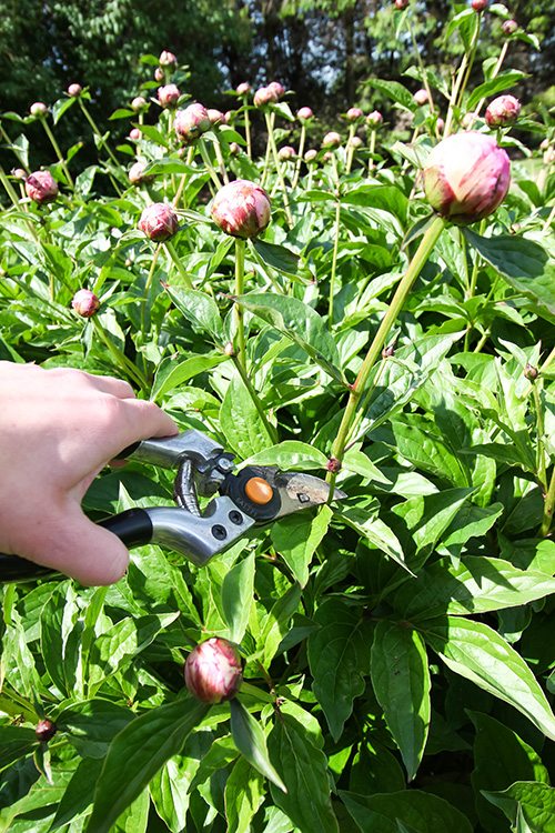 How to get peonies to bloom longer