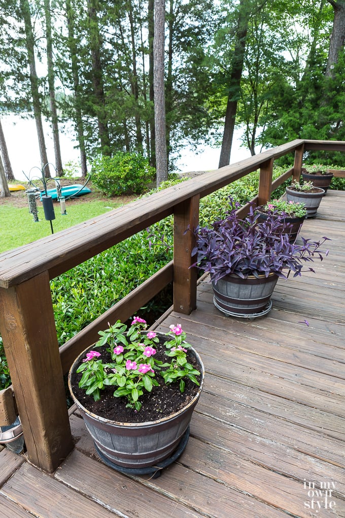 Wandering Jew planted in planter