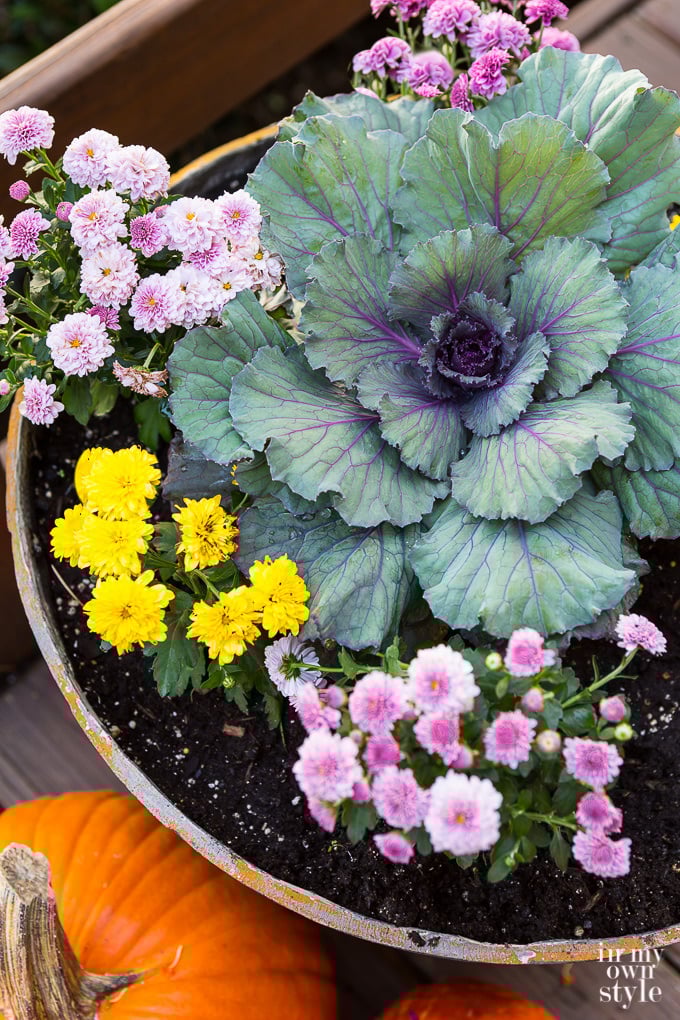 What are the best Fall-flowers-to-plant-in-planters?