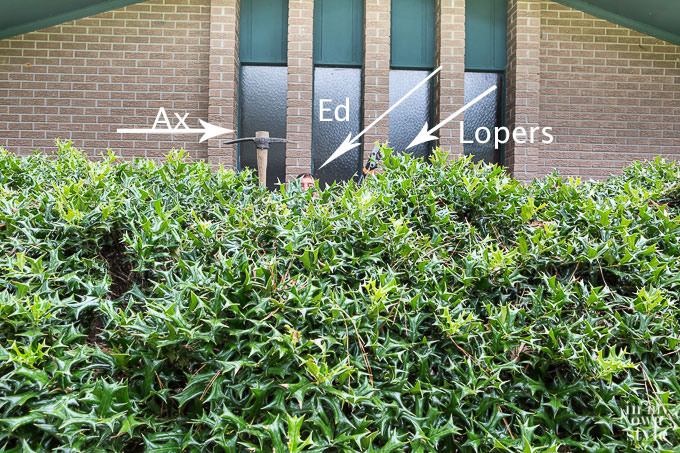 How-to-cut-down-a-holly-bush-without-getting-hurt