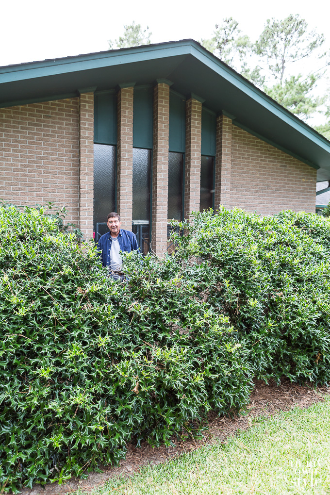 How to remove holly bushes