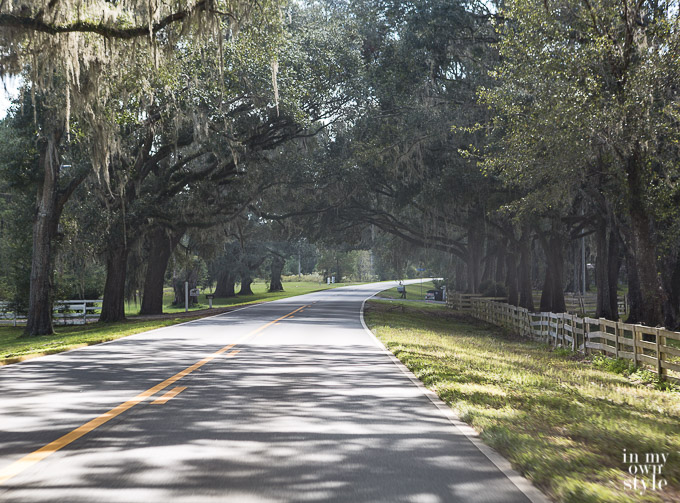 Live Oaks in Tallahassee Florida