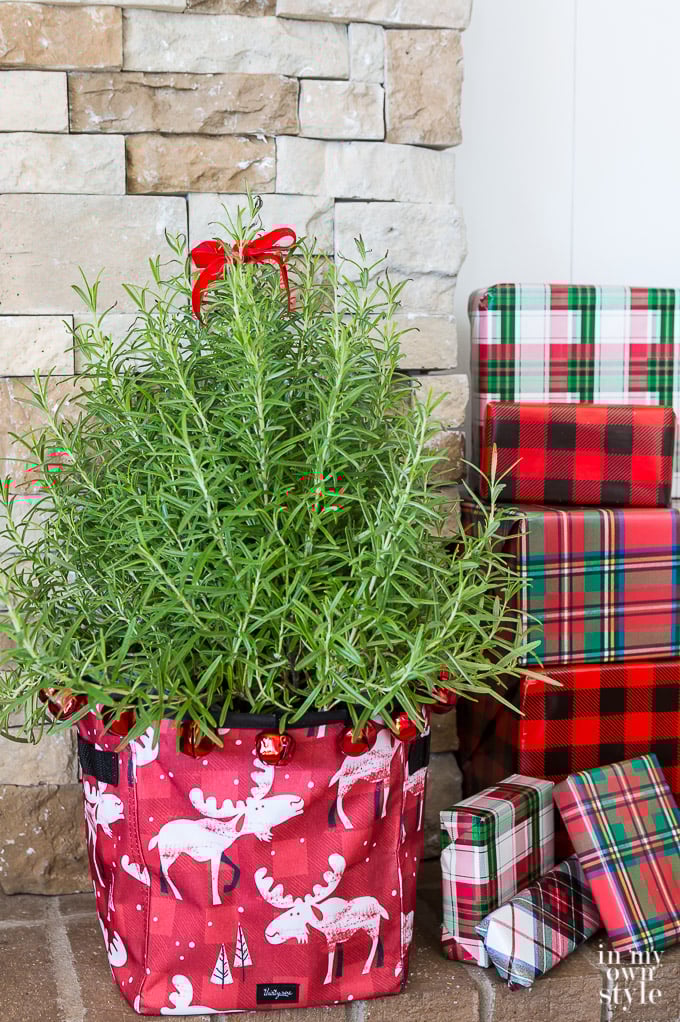 How to wrap a plant for a Christmas gift.
