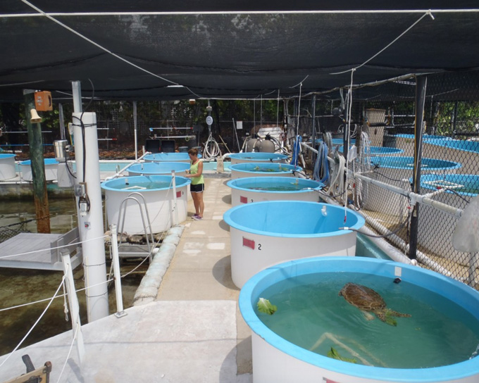 Marathon-Florida-Sea-Turtle-Hospital