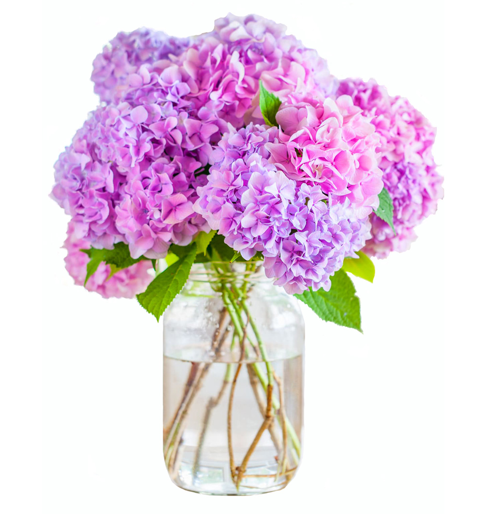 Free printable photo of pink hydrangeas in a glass jar.