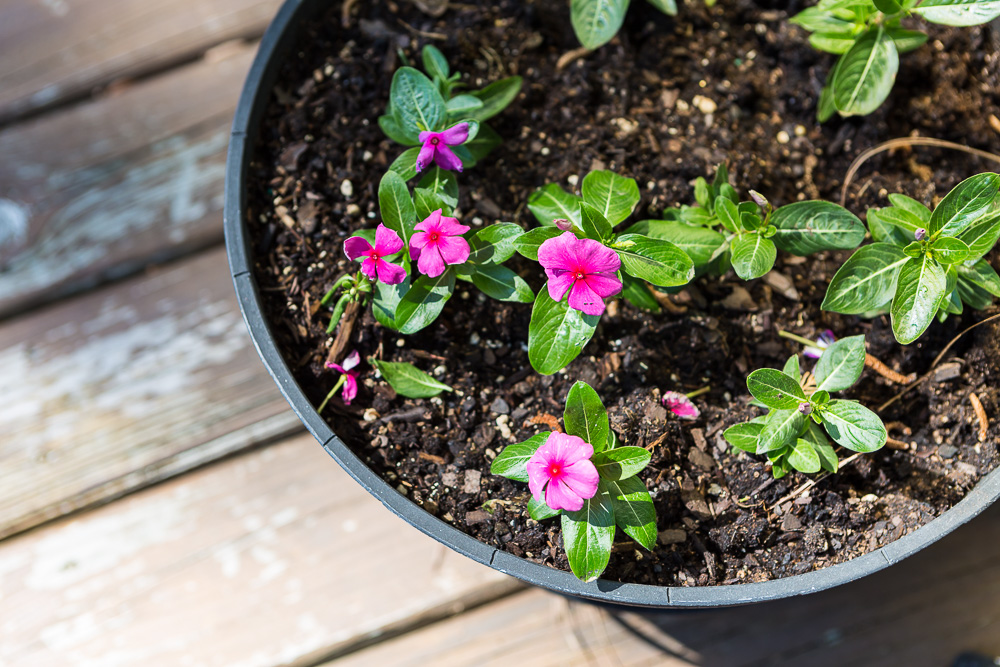 Pink vinca in deck planter