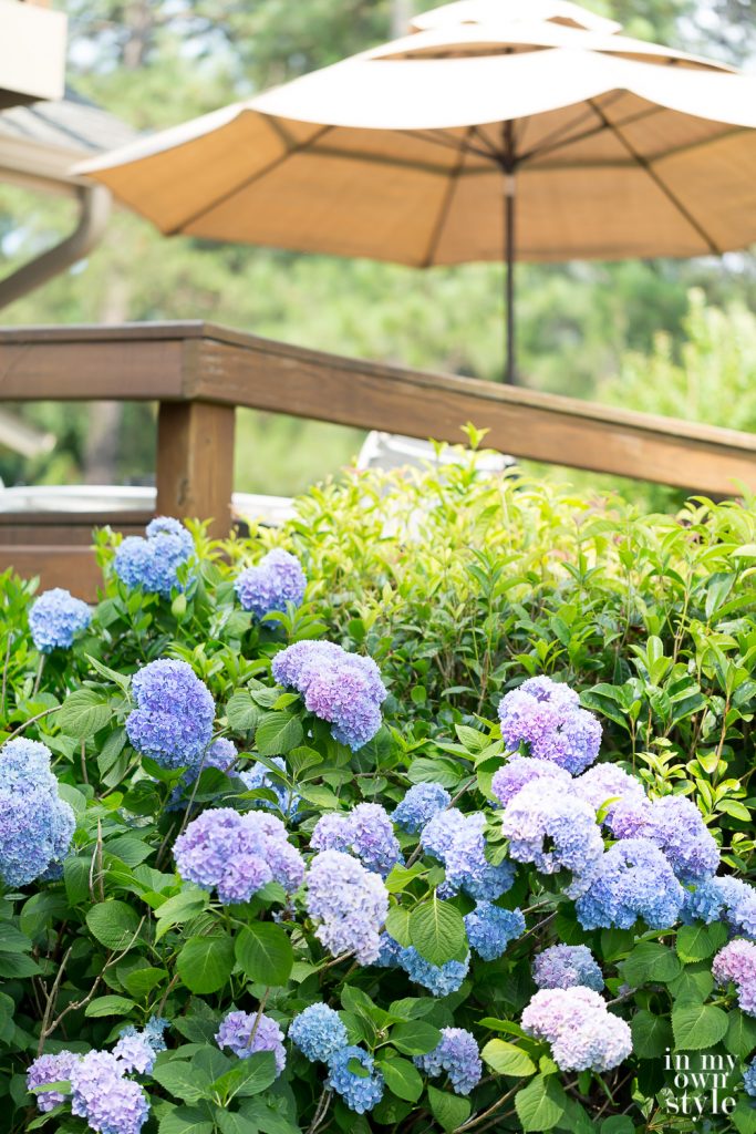 Blue and purple hydrangeas in a yard