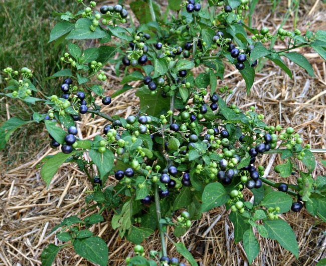 Huckleberry bushes near train tracks where glass insulators were found.