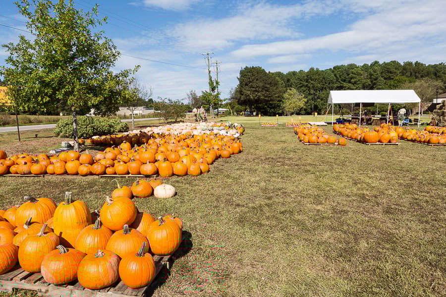 Pumpkin Patch in Chapin SC