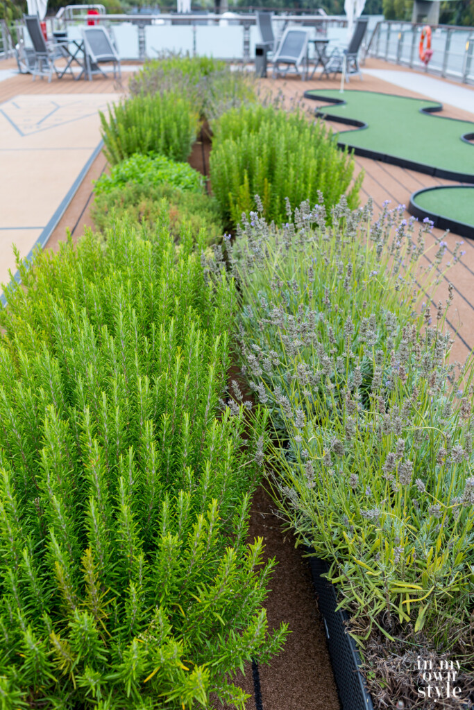 Herb garden growing on the top deck of a Viking River Cruise ship.