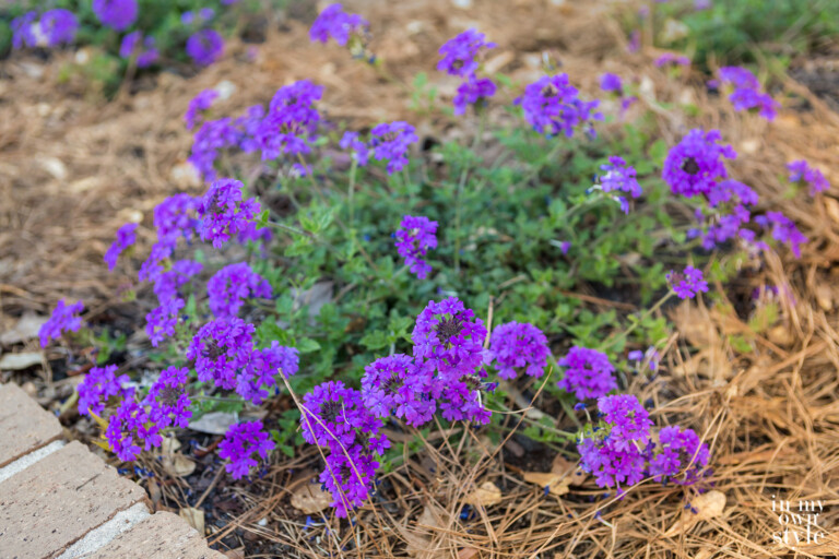 Purple verbena planted in flower bed.