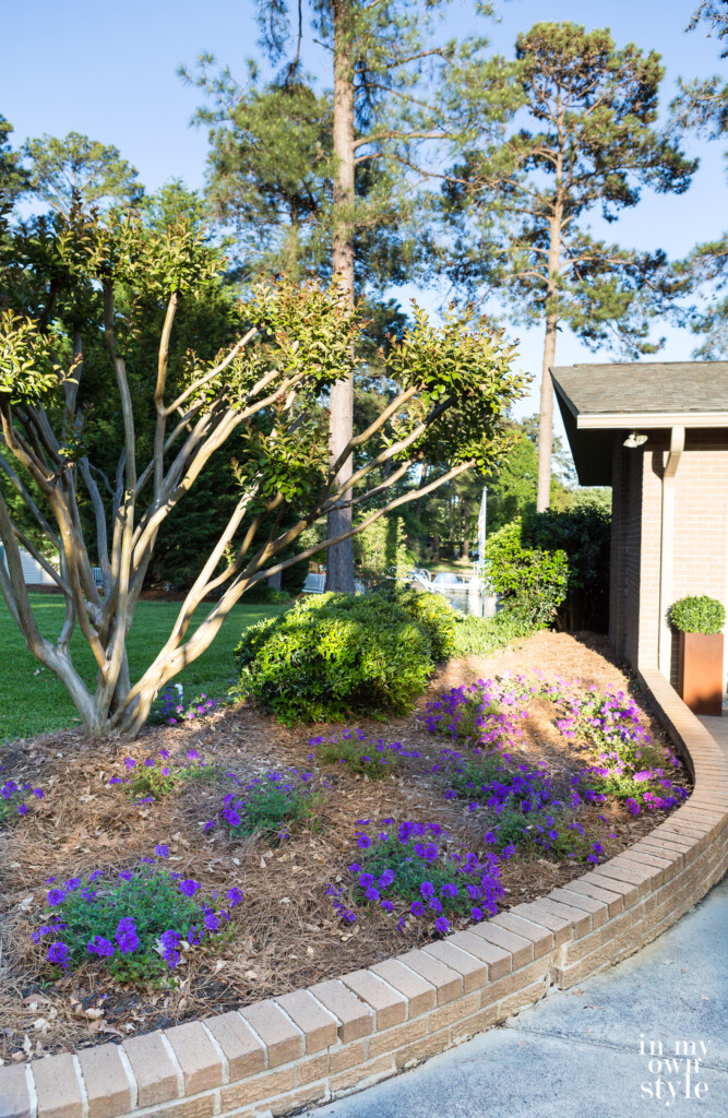 Flower bed in front of my house in the early evening.