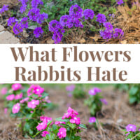 Flowers that rabbits don't like so they will leave your flower garden alone.