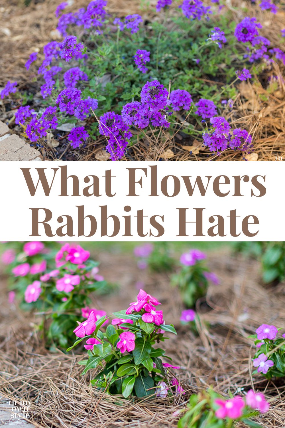 Flowers that rabbits don't like so they will leave your flower garden alone.