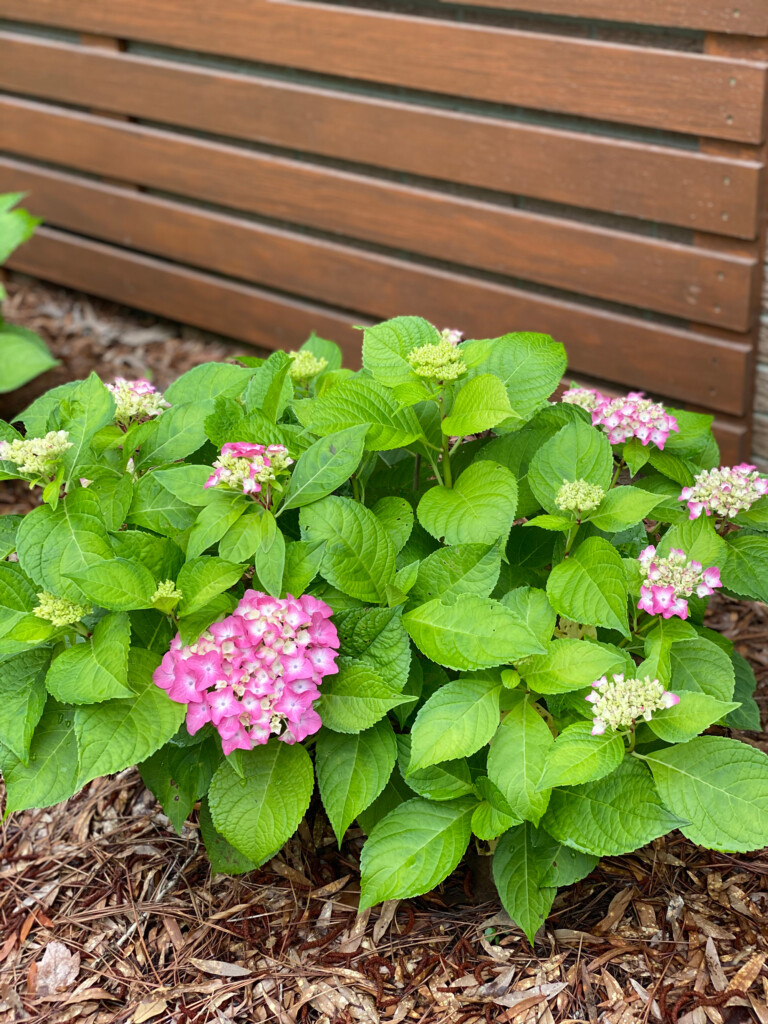 Pink hydrangeas planted by a slat wall.