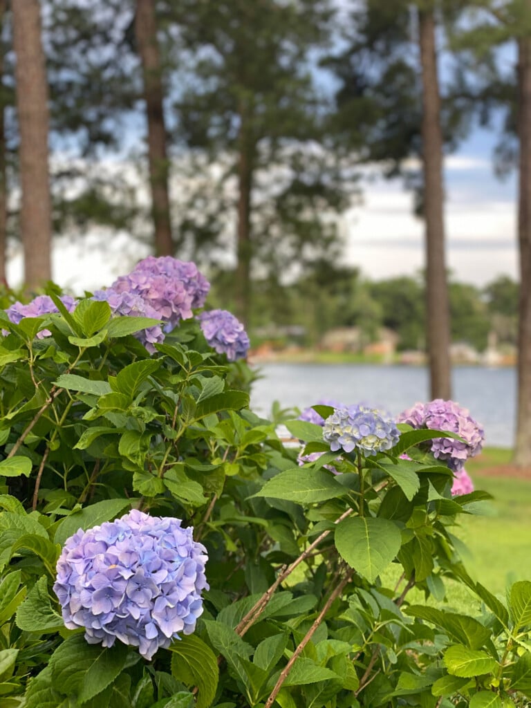 Pink and purple hydrangeas in a lakeside yard.