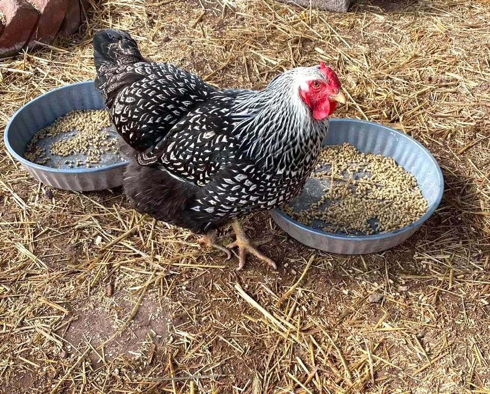 chickens
